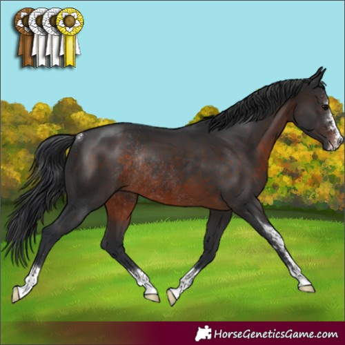 Horse Color:Brown Sabino Rabicano