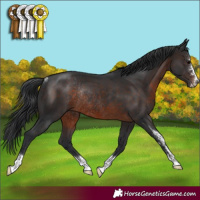 Horse Color:Brown Sabino Rabicano