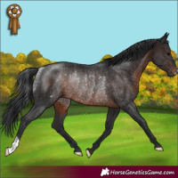 Horse Color:Brown Rabicano 