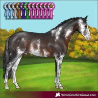 Horse Color:Brown Sabino Rabicano