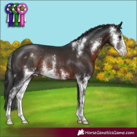 Horse Color:Brown Sabino Rabicano 
