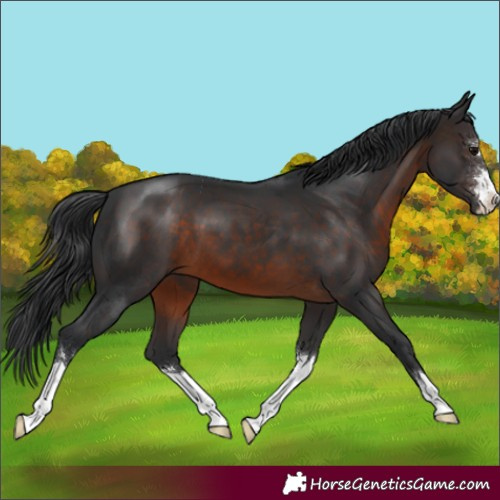 Horse Color:Brown 