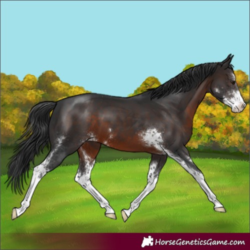 Horse Color:Brown Sabino 