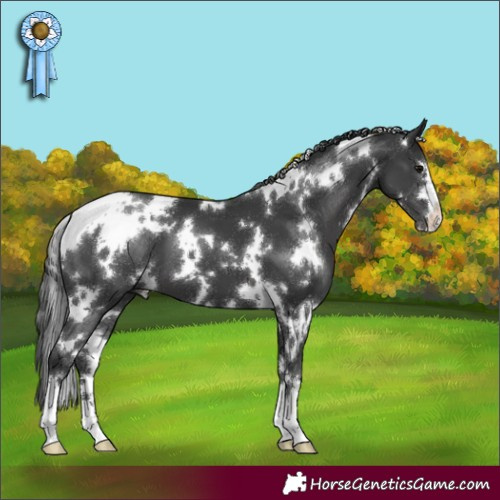 Horse Color:White Spotted Black 