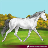Horse Color:Brown Sabino Appaloosa Rabicano 