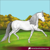 Horse Color:Grullo Sabino Blanket Brindle 