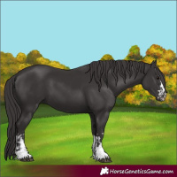 Horse Color:Smoky Black and Smoky Black