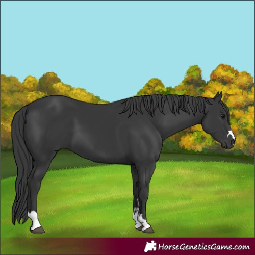 Horse Color:Black 