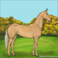 Horse Color:Palomino 