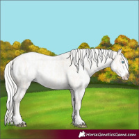 Horse Color:Cremello Roan Splash  and Cremello Roan Splash 
