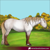 Horse Color:Gray Red Roan
