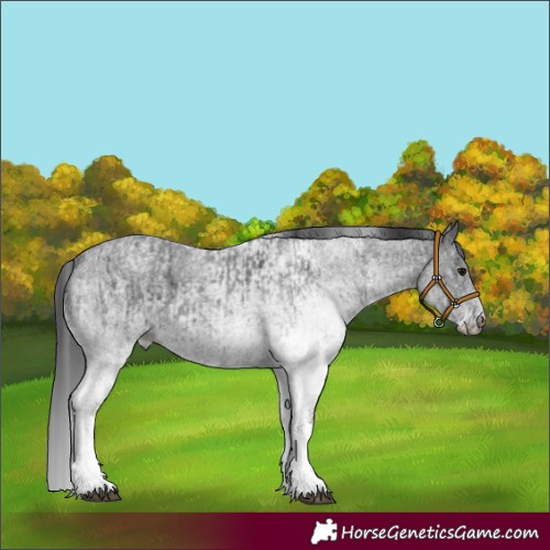 Horse Color:White Spotted Blue Roan Rabicano  and White Spotted Blue Roan Rabicano 