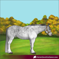 Horse Color:White Spotted Blue Roan Rabicano  and White Spotted Blue Roan Rabicano 