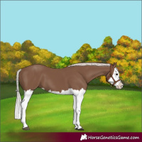 Horse Color:Silver Black Splash 