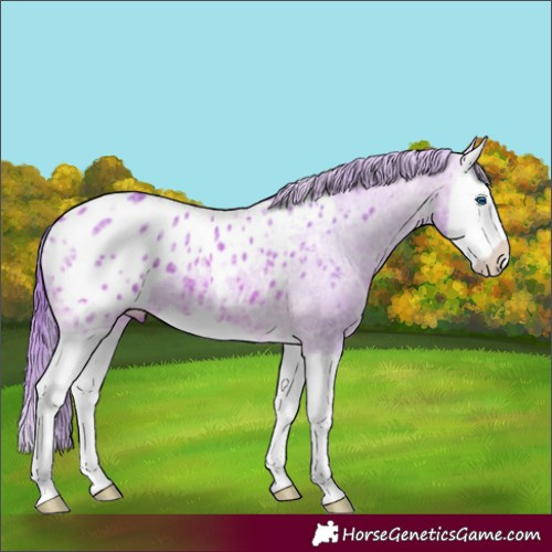 Horse Color:Watercolor Bay Ice Splash Appaloosa