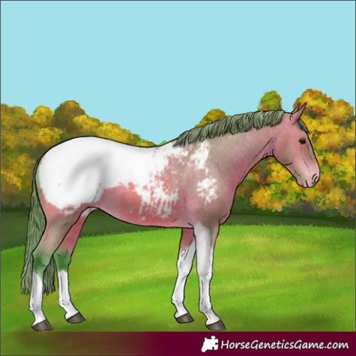 Horse Color:Watercolor Bay Tobiano Appaloosa 