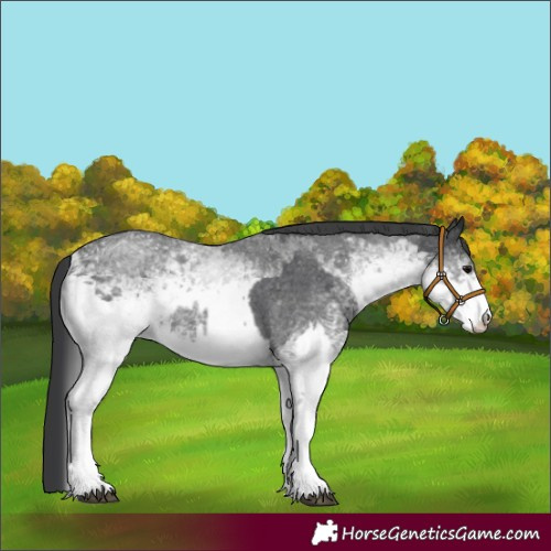 Horse Color:White Spotted Blue Roan Rabicano  and White Spotted Blue Roan Rabicano 