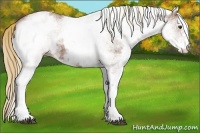Horse Color:White Spotted Chestnut