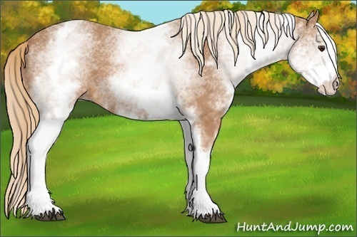 Horse Color:White Spotted Chestnut 