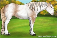 Horse Color:White Spotted Chestnut 