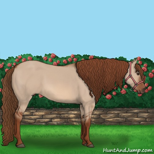 Horse Color:Red Dun 