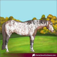 Horse Color:Bay Appaloosa  and Bay Frame Appaloosa 