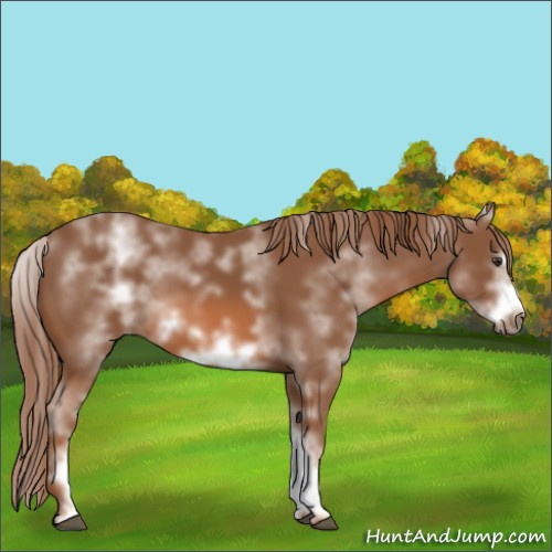 Horse Color:White Spotted Chestnut Frame 