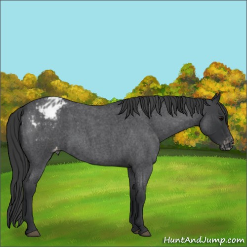 Horse Color:Blue Roan Appaloosa Rabicano 
