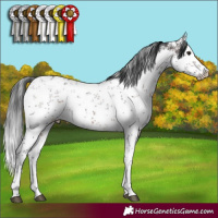 Horse Color:White Spotted Brown Sabino
