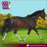Horse Color:White Spotted Brown Rabicano 