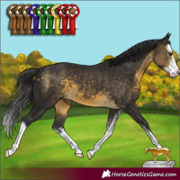 Horse Color:White Spotted Buckskin 