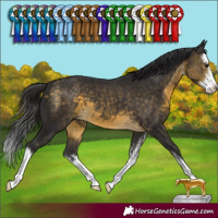 Horse Color:White Spotted Buckskin 