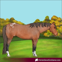 Horse Color:Bay Appaloosa 