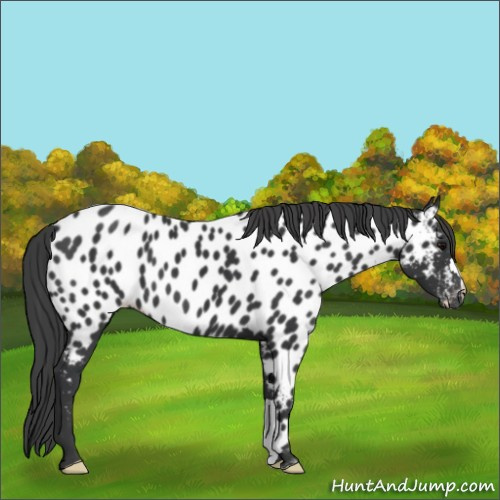 Horse Color:Black Appaloosa