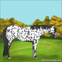 Horse Color:Black Appaloosa 