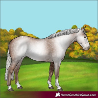 Horse Color:Gray Silver Black Pearl Tobiano