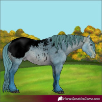 Horse Color:Void Watercolor White Spotted Buckskin Dun Appaloosa 