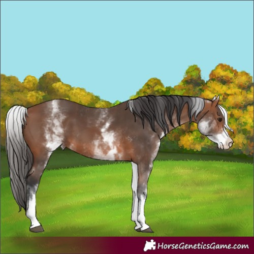 Horse Color:White Spotted Bay 