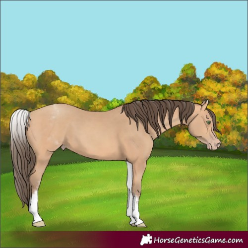 Horse Color:White Spotted Amber Champagne 