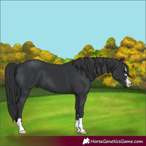 Horse Color:Black 