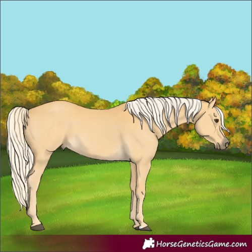 Horse Color:Palomino 