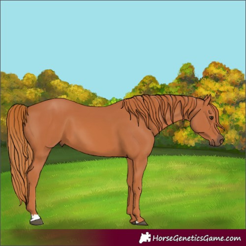 Horse Color:Chestnut 