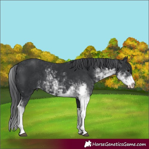 Horse Color:Black Sabino 