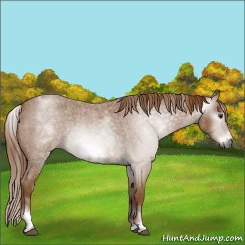 Horse Color:Gray White Spotted Red Roan Frame 