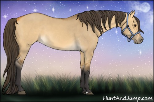 Horse Color:Buckskin Dun 