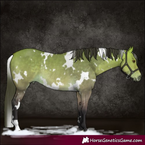 Horse Color:White Spotted Buckskin Dun Rabicano 