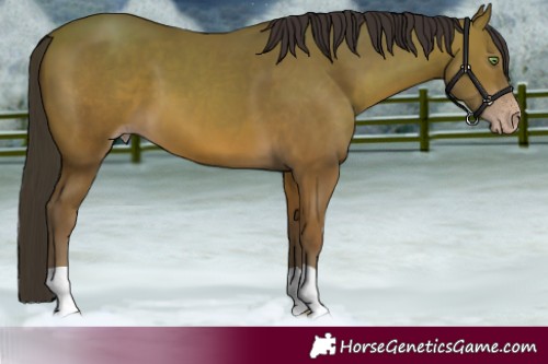 Horse Color:Sable Champagne 