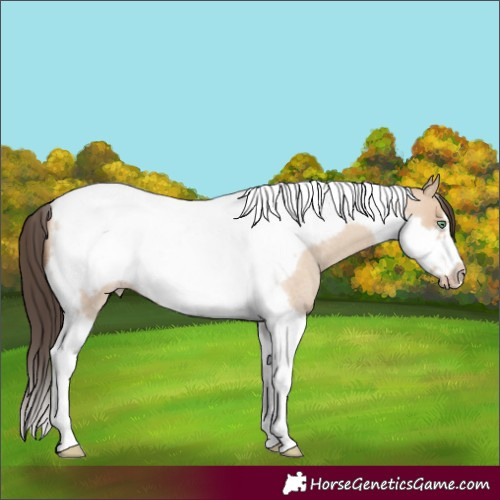 Horse Color:Amber Champagne Roan Dun Tobiano Frame 