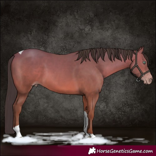 Horse Color:Sable Champagne Tobiano 