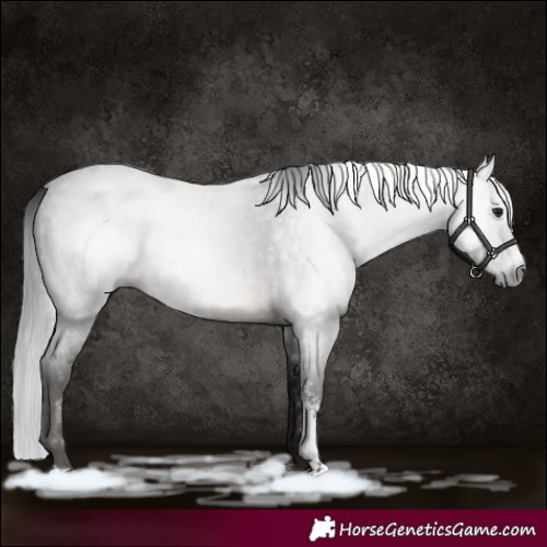 Horse Color:Gray Brown Roan Sabino 